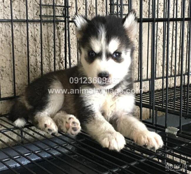 مشخصات کامل، قیمت و خرید نژاد سگ سیبرین هاسکی (Siberian Husky) | پت راید مشخصات کامل، قیمت و خرید نژاد سگ سیبرین هاسکی (Siberian Husky) | پت راید