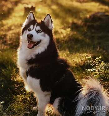 مشخصات کامل، قیمت و خرید نژاد سگ سیبرین هاسکی (Siberian Husky) | پت راید مشخصات کامل، قیمت و خرید نژاد سگ سیبرین هاسکی (Siberian Husky) | پت راید