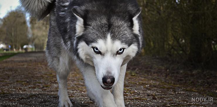 پرشین پت > > سیبرین هاسکی siberian husky پرشین پت > > سیبرین هاسکی siberian husky