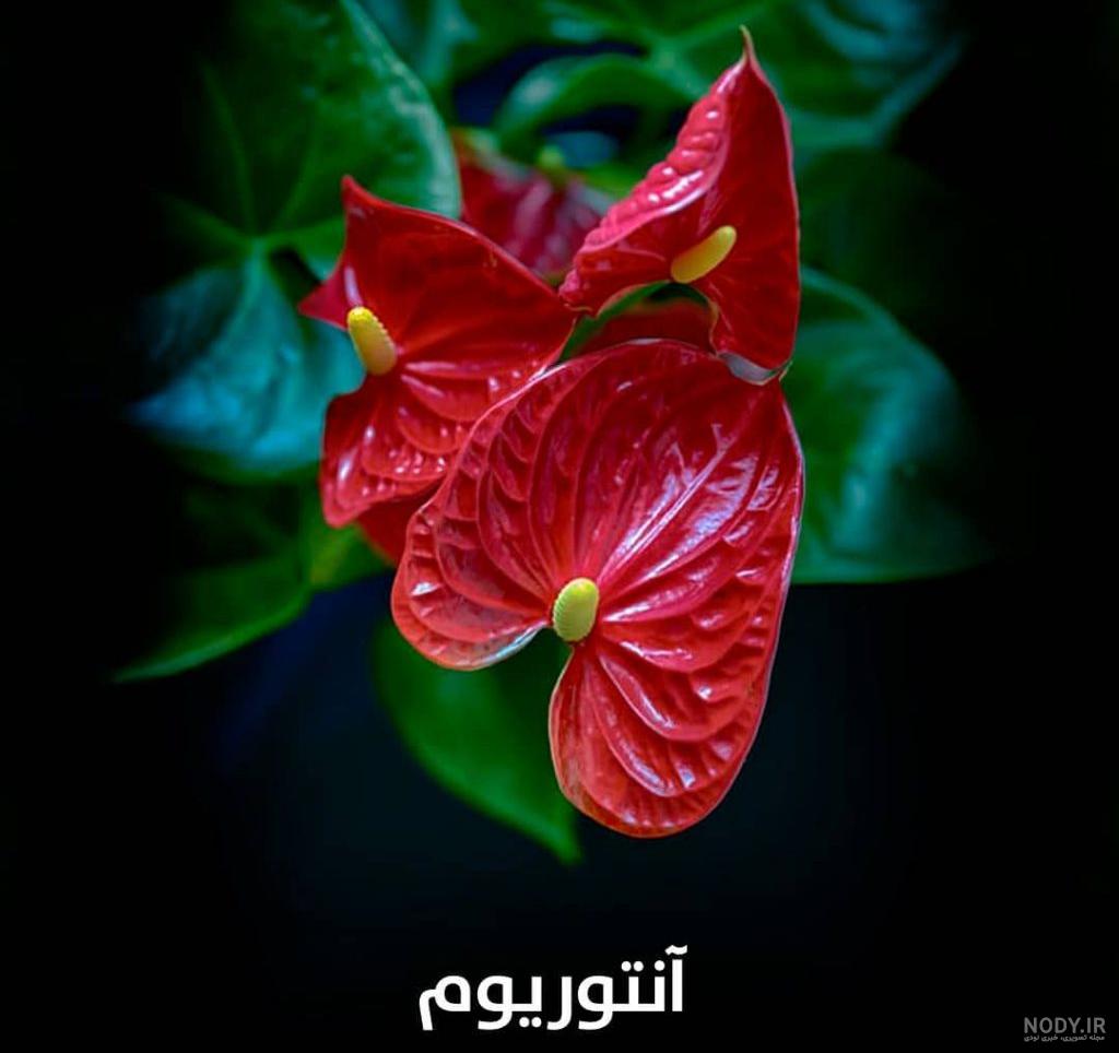 110 عکس دست دختر برای پروفایل با گل و منظره + متن دست هایت - دلبرانه 110 عکس دست دختر برای پروفایل با گل و منظره + متن دست هایت - دلبرانه