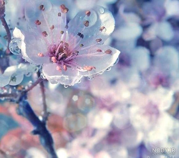 تصاویر بسیار زیبا از گل های یخ زده