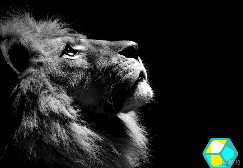 تصویر زمینه شیر / والپیپر شیر - مجله نورگرام تصویر زمینه شیر / والپیپر شیر - مجله نورگرام