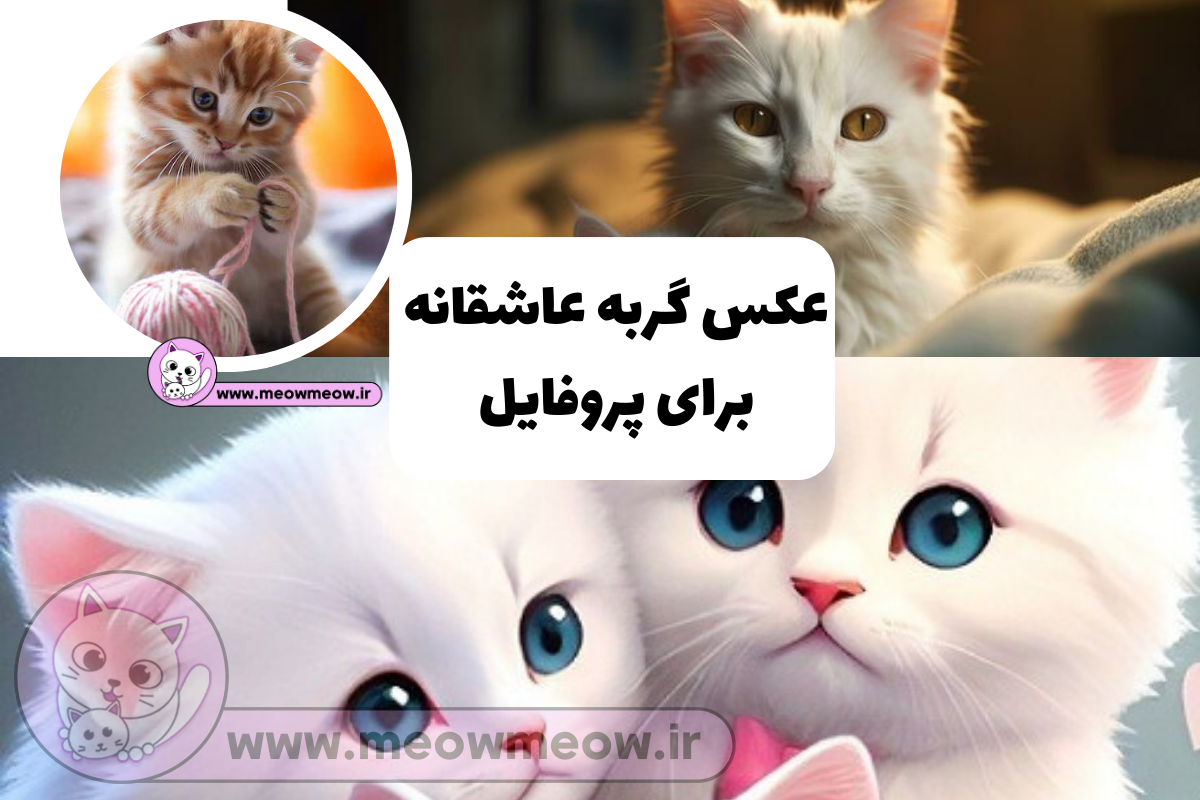 دانلود عکس گربه برای بکگراند با کیفیت عالی + فول اچ دی