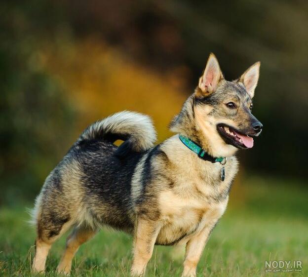 سگ نژاد ژرمن شپرد (German Shepherd): سگ اصیل آلمانی + گالری سگ نژاد ژرمن شپرد (German Shepherd): سگ اصیل آلمانی + گالری