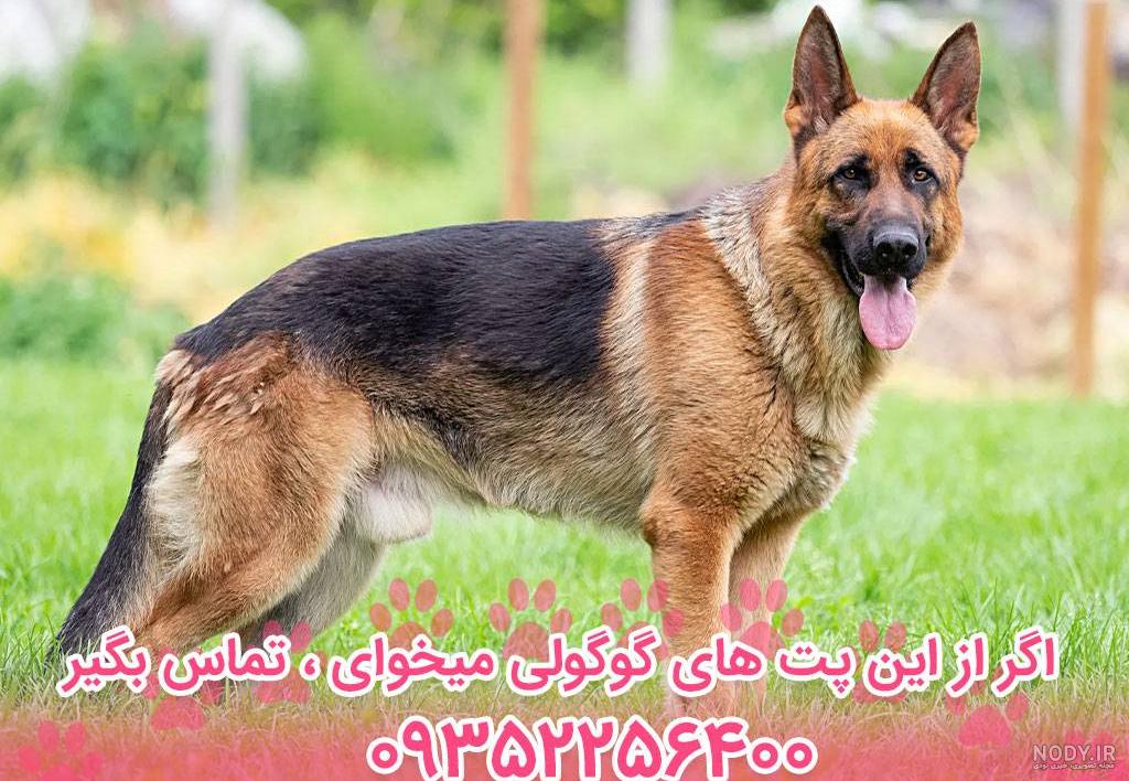 عکس بچه ژرمن شپرد - عکس نودی عکس بچه ژرمن شپرد - عکس نودی