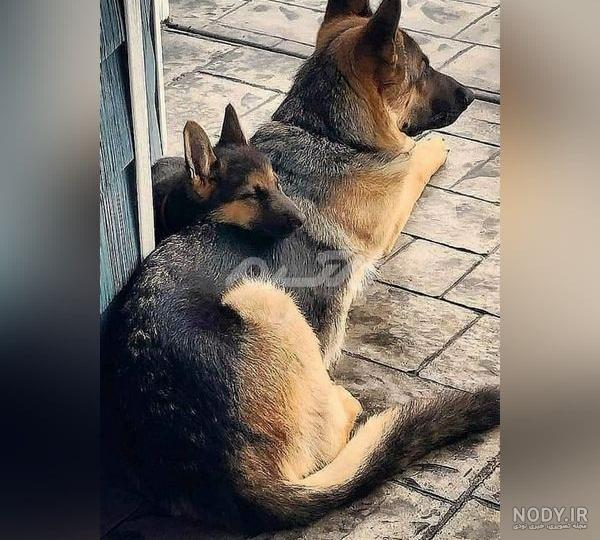 عکس سگ ژرمن شپرد سیاه عکس سگ ژرمن شپرد سیاه