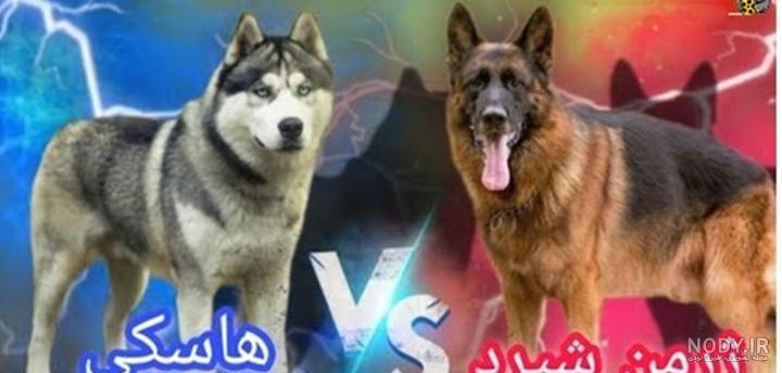 عکس سگ های ژرمن شپرد شولاین عکس سگ های ژرمن شپرد شولاین