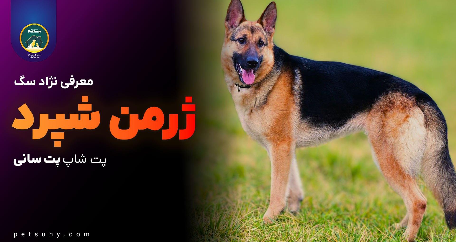 عکس سگ ژرمن شپرد مشکی عکس سگ ژرمن شپرد مشکی