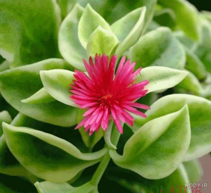 عکس های مدرن از لحظه شلیک به گلهای یخ زده