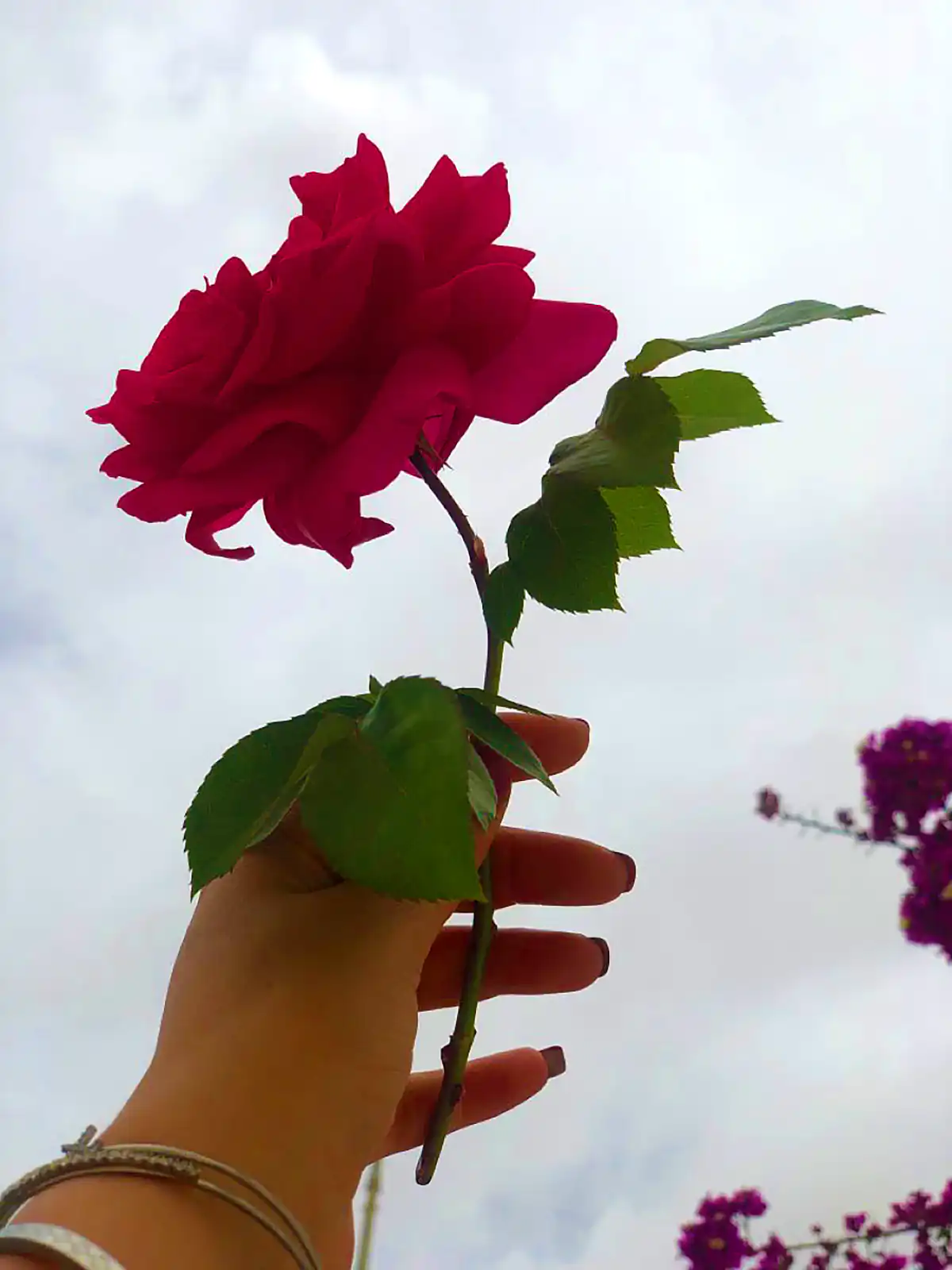 عکس پروفایل دخترانه گل برای واتساپ عکس پروفایل دخترانه گل برای واتساپ