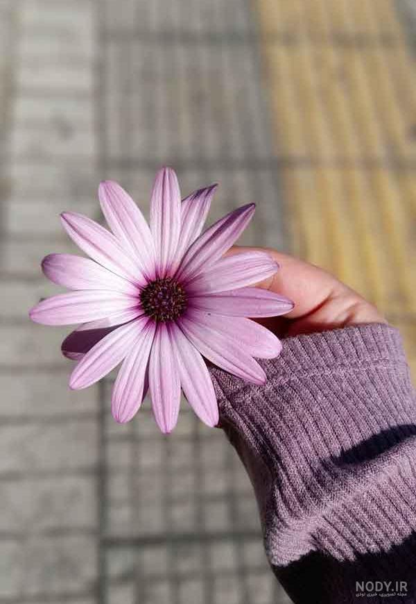 عکس پروفایل دخترونه گل؛ ۱۵ مدل فوق‌العاده برای پروفایل‌های شیک