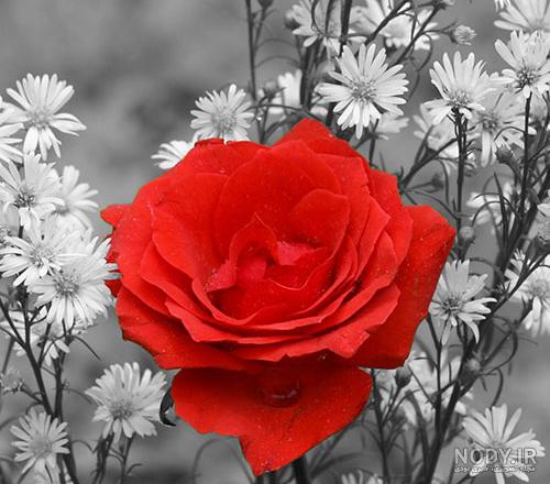 عکس گل برای پروفایل بسیار هنری و جدید فیک و طبیعی - گلی خانوم