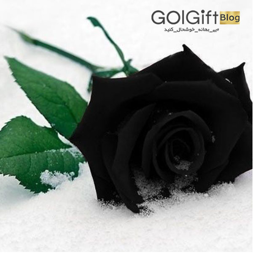 عکس گل برای پروفایل سیاه و سفید - عکس نودی عکس گل برای پروفایل سیاه و سفید - عکس نودی