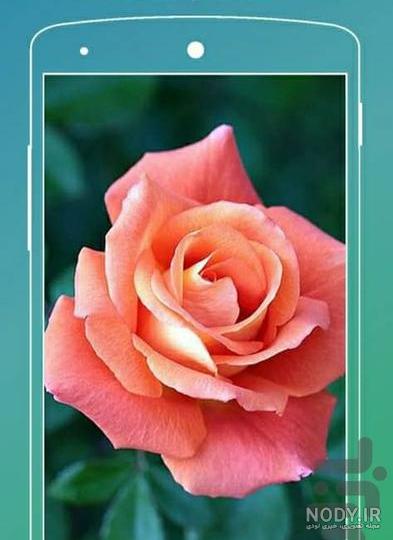 عکس گل عشق متحرک ❤️ [ بهترین تصاویر ]