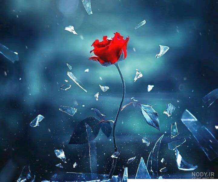 عکس گل و پروانه برای پروفایل عکس گل و پروانه برای پروفایل