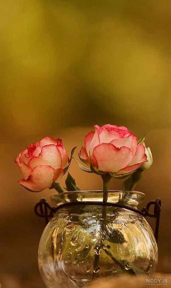 عکس گل یخی برای پروفایل
