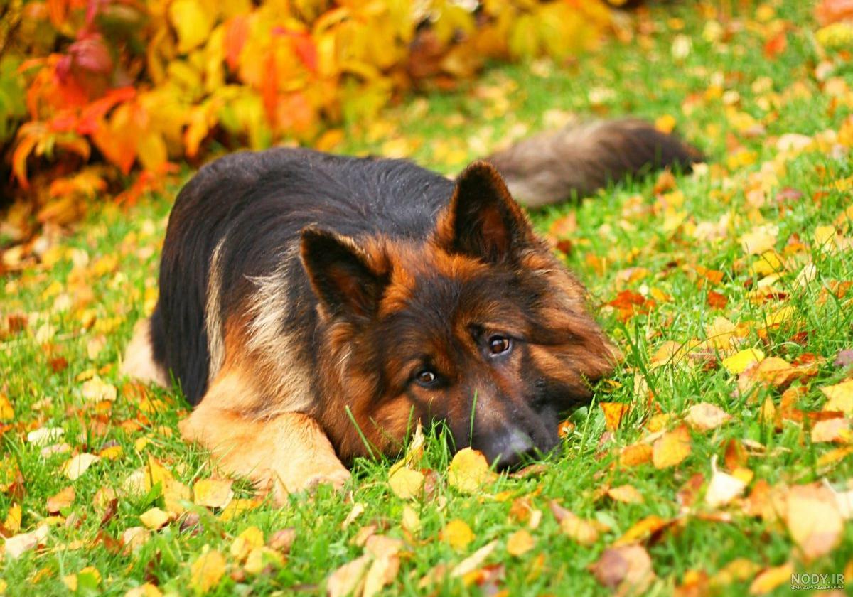 نژاد سگ ژرمن شپرد (German Shepherd Dog) عکس و ویدیو نژاد سگ ژرمن شپرد (German Shepherd Dog) عکس و ویدیو