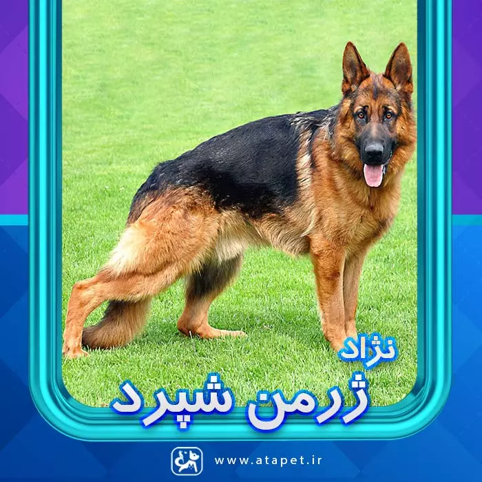 ژرمن شپرد - ویکی‌پدیا، دانشنامهٔ آزاد