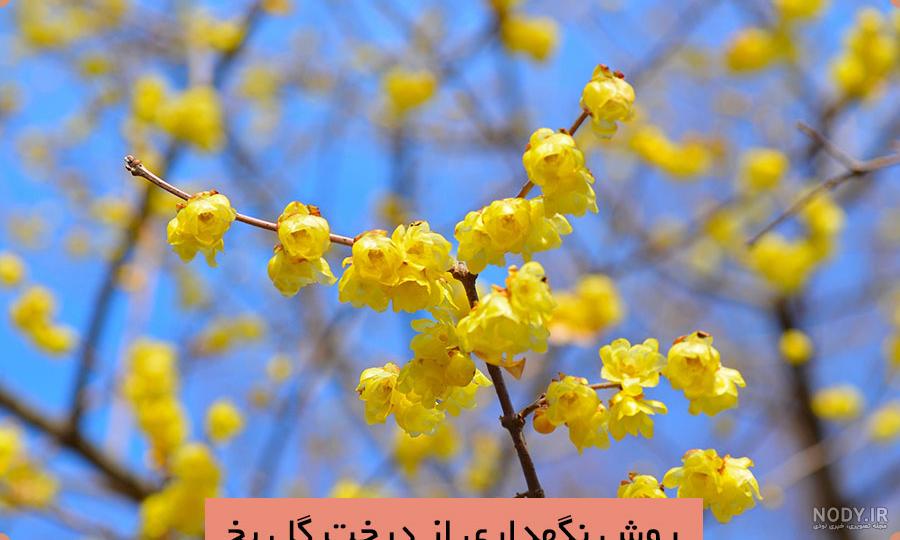 کپشن در وصف گل یخ زده؛ جملات و اشعار احساسی درباره گل یخ کپشن در وصف گل یخ زده؛ جملات و اشعار احساسی درباره گل یخ