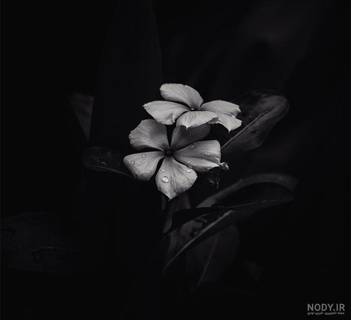 گالری عکس گل رز مشکی؛ ۲۹ عکس خاص و محشر برای پروفایل - ستاره گالری عکس گل رز مشکی؛ ۲۹ عکس خاص و محشر برای پروفایل - ستاره