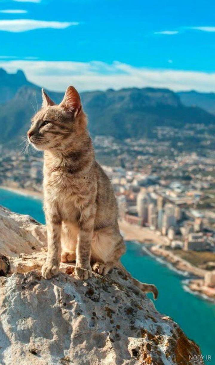 ۴۰ عکس گربه کیوت و ملوس ۱۴۰۳ برای پروفایل و عکس گربه باکیفیت برای بکگراند و