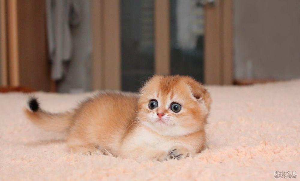 ثواب نگهداری از بچه گربه