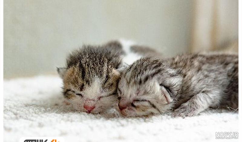 ثواب نگهداری از بچه گربه
