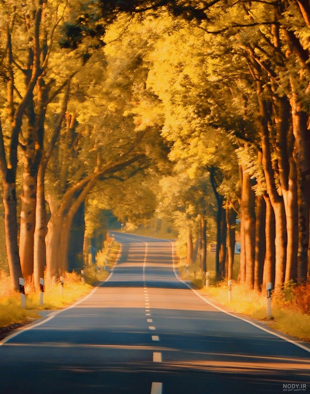  عکس جاده جنگلی با کیفیت بالا