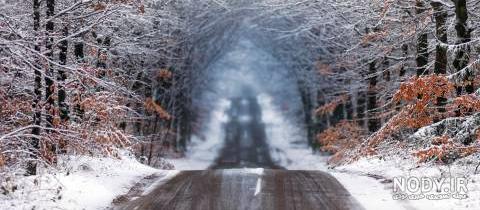  عکس جاده جنگلی با کیفیت بالا