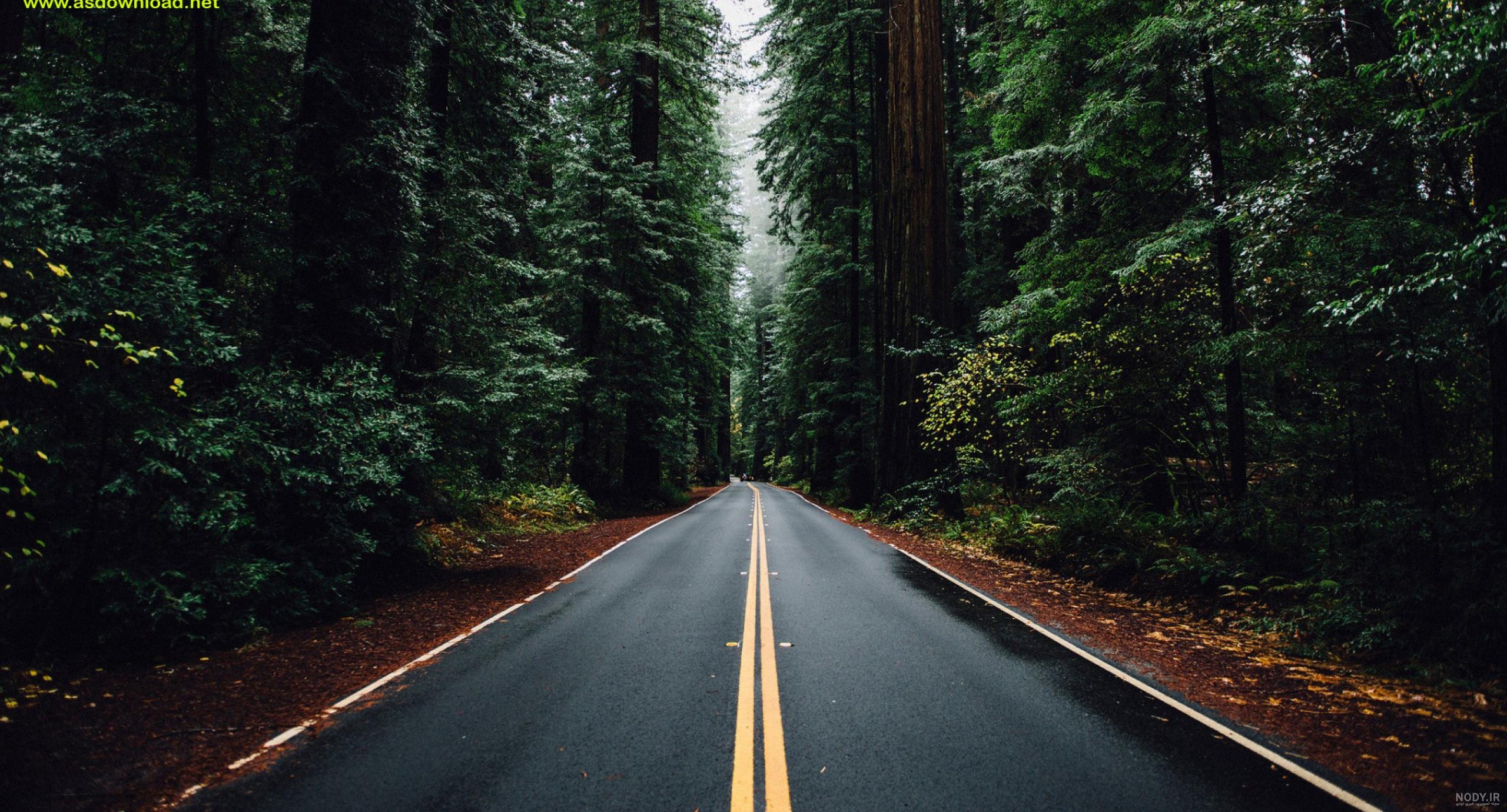 عکس جاده جنگلی با کیفیت بالا