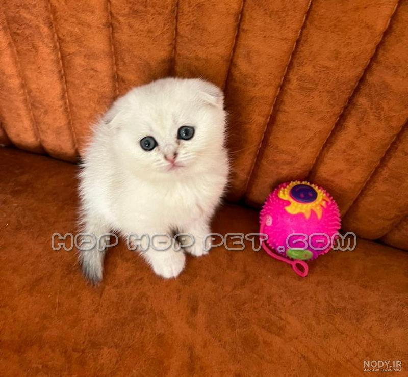 ثواب نگهداری از بچه گربه