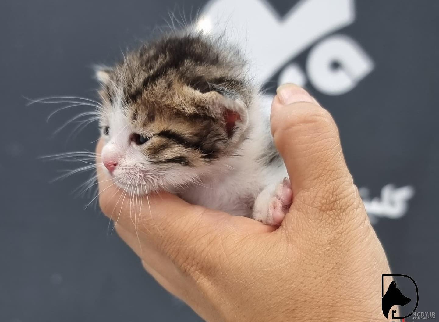 عکس گربه تازه به دنیا آمده