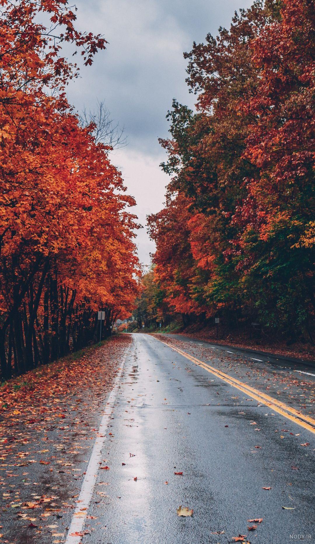  عکس جاده جنگلی با کیفیت بالا