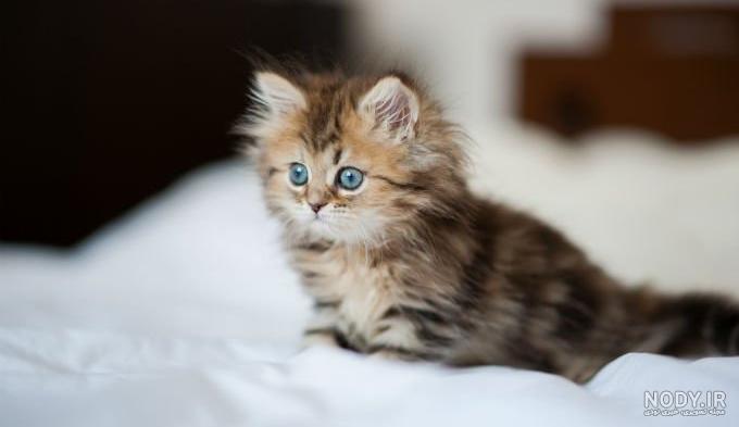 ثواب نگهداری از بچه گربه