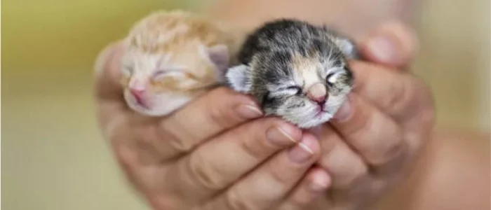 عکس خفن عکس گربه تازه به دنیا آمده