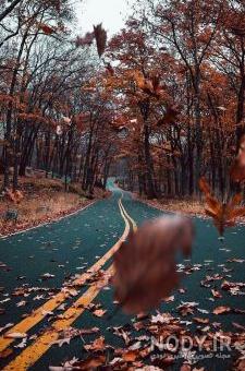  عکس جاده جنگلی با کیفیت بالا