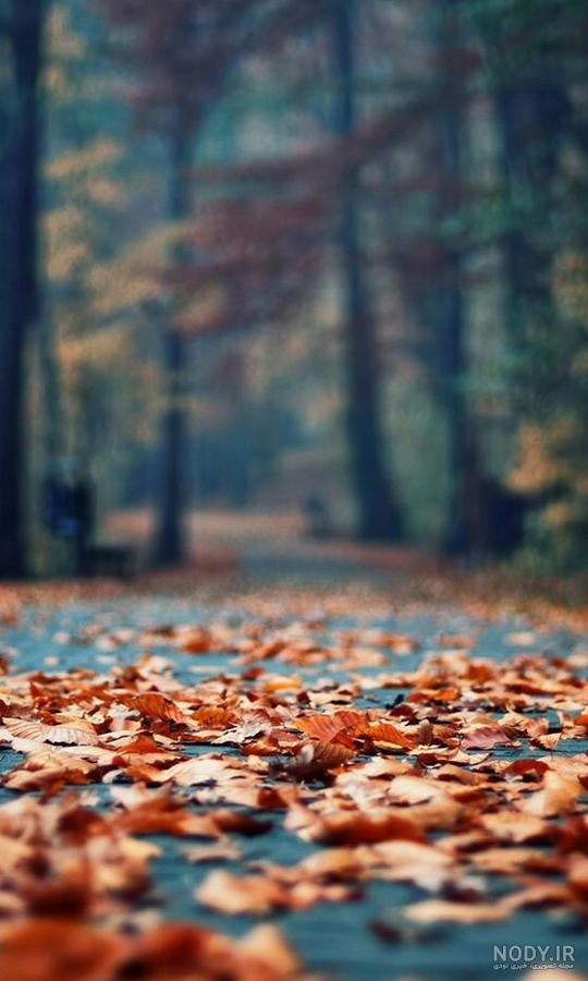  عکس جاده جنگلی با کیفیت بالا