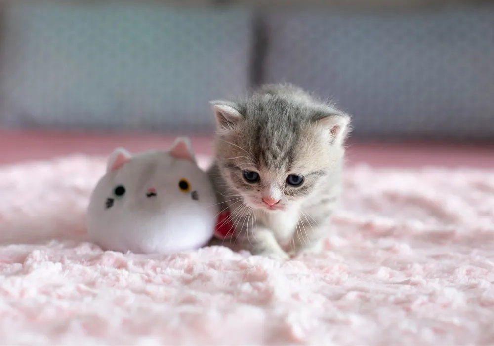 ثواب نگهداری از بچه گربه