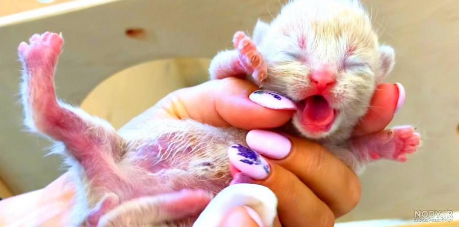 ثواب نگهداری از بچه گربه