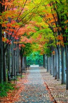  عکس جاده جنگلی با کیفیت بالا