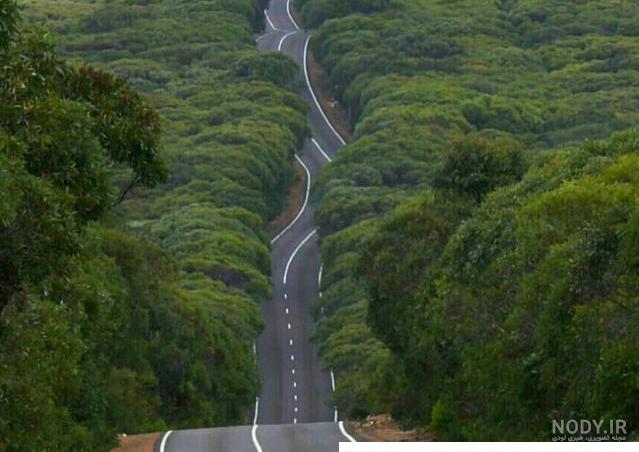  عکس جاده جنگلی با کیفیت بالا