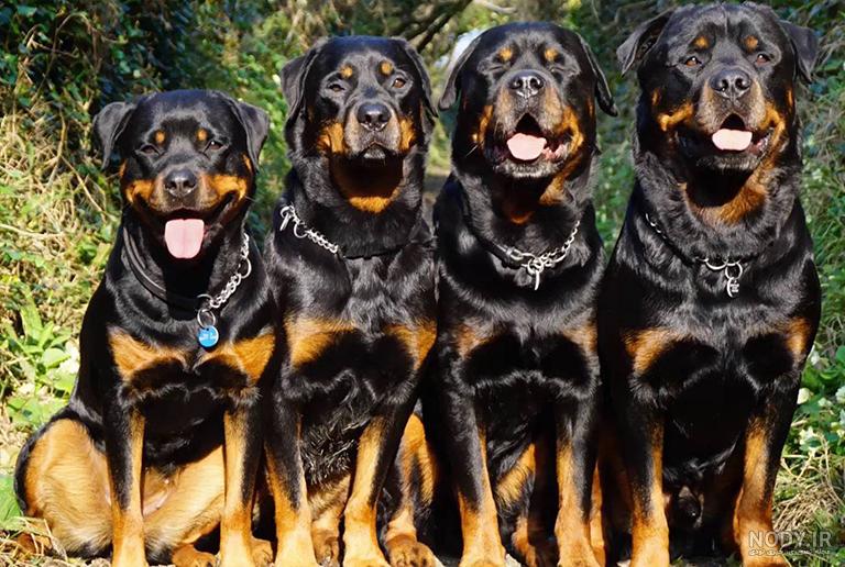 Rottweiler German Shepherd Mix: تصاویر، راهنما، اطلاعات، مراقبت و بیشتر! – ماهان پت – آموزش نگهداری از حیوانات خانگی : سگ و گربه و … Rottweiler German Shepherd Mix: تصاویر، راهنما، اطلاعات، مراقبت و بیشتر! – ماهان پت – آموزش نگهداری از حیوانات خانگی : سگ و گربه و …