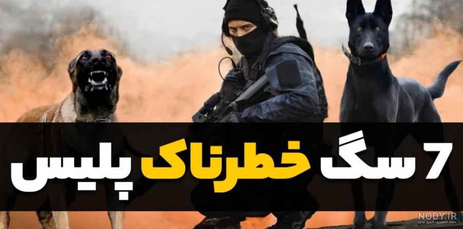 10 مورد از خطرناک ترین نژادهای سگ در دنیا را بشناسیم! - باشگاه پرورش و  تربیت سگ آرساس