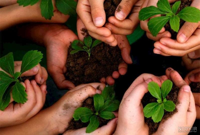 آموزش کاشت نهال گلدانی و پرورش آن 🪴🌳 - نهالستان نصرتی آموزش کاشت نهال گلدانی و پرورش آن 🪴🌳 - نهالستان نصرتی