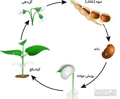 آموزش کامل کاشت انواع لوبیا سبز و چیتی و چشم بلبلی و ... در گلدان و باغچه خانه | مجله کوروش آموزش کامل کاشت انواع لوبیا سبز و چیتی و چشم بلبلی و ... در گلدان و باغچه خانه | مجله کوروش