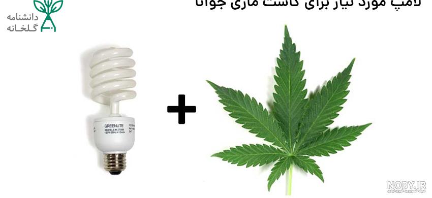 آموزش کشت ماری‌جوانا در فضای مجازی / نوجوانانی که به دنبال تخلیه هیجان در  دام اعتیاد می‌افتند