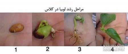 بذر لوبیا + راهنمای کاشت بذر لوبیا - اطلسی ها بذر لوبیا + راهنمای کاشت بذر لوبیا - اطلسی ها