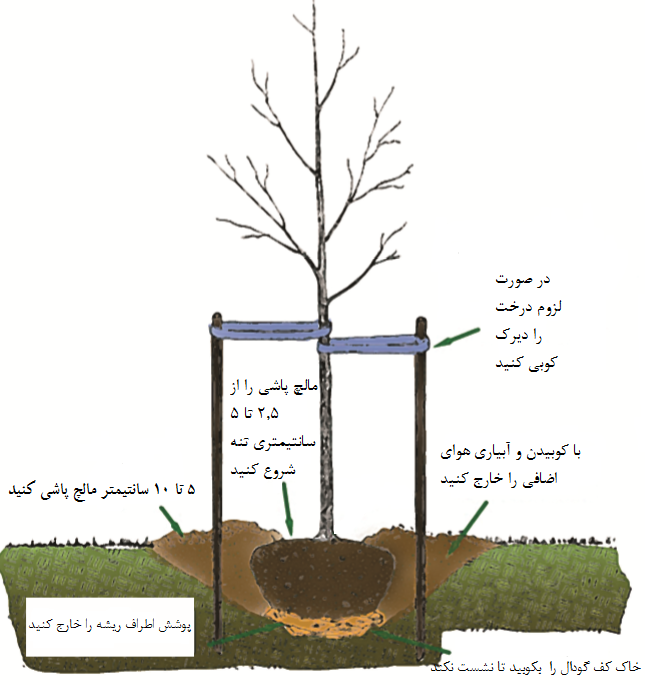 بهترین زمان کاشت نهال درخت چه زمانی است؟ | ایده آل مگ بهترین زمان کاشت نهال درخت چه زمانی است؟ | ایده آل مگ