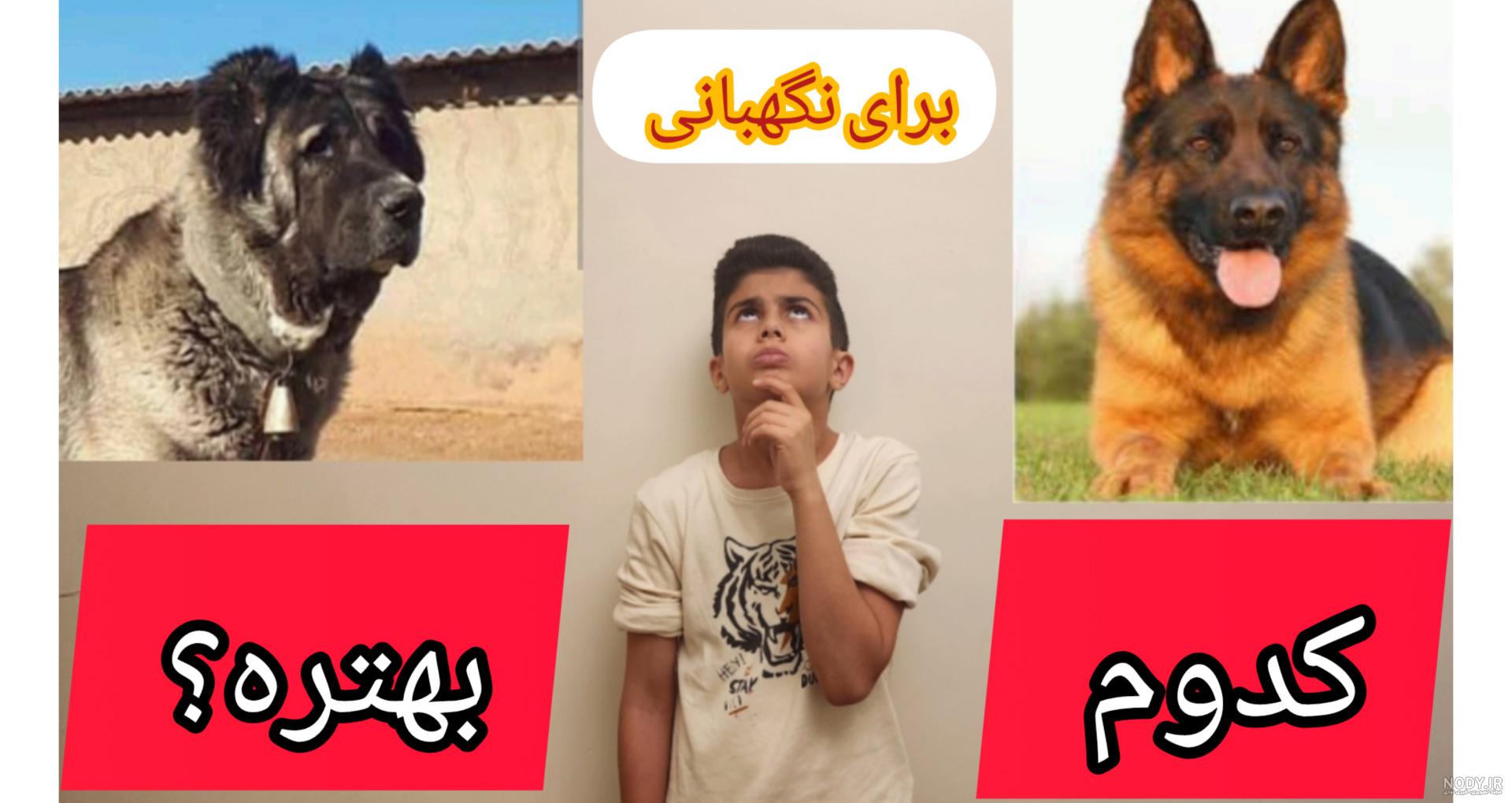 بهترین غذا برای سگ ژرمن شپرد (همه نکاتی که درباره غذای ژرمن شپرد باید  بدانید) - فارسی پت