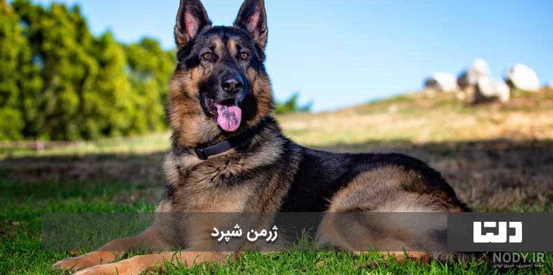 حمله گرگ به سگ ژرمن شپرد | نبرد دیدنی سگ و گرگ حیوانات وحشی